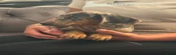 Miniature Dachshund dogs for sale: Miniature dachshund  - Advert 3