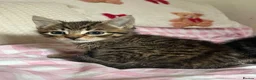 Mixed Breed cats for sale: Kittens in London - Advert 3