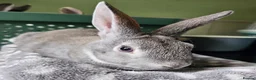 Rex rabbits for sale: Rex & Mini Rex Kits Available - Advert 23