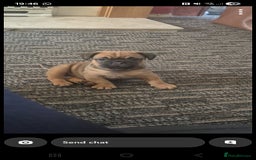 Frug dogs for sale: Frug boy - Advert 4