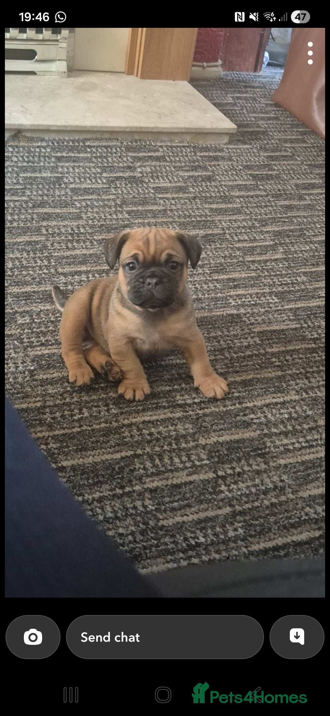 Frug dogs for sale: Frug boy - Advert 4