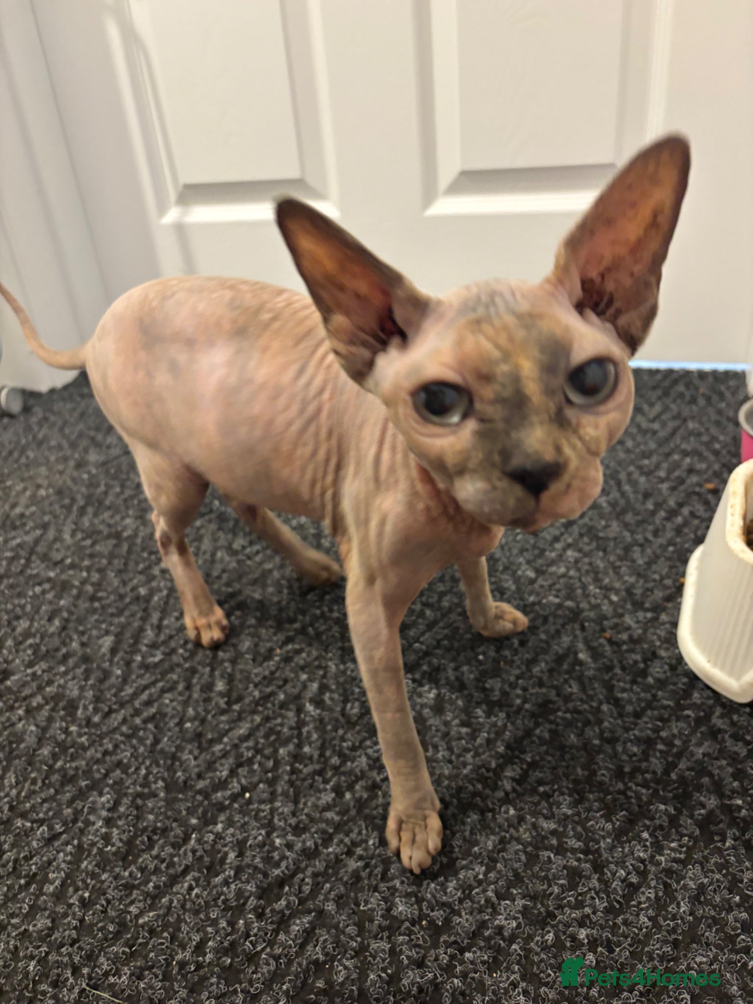 Sphynx cats TICA registered pedigree sisters - Advert 6