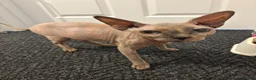 Sphynx cats for sale: TICA registered pedigree sisters in Bampton - Advert 1