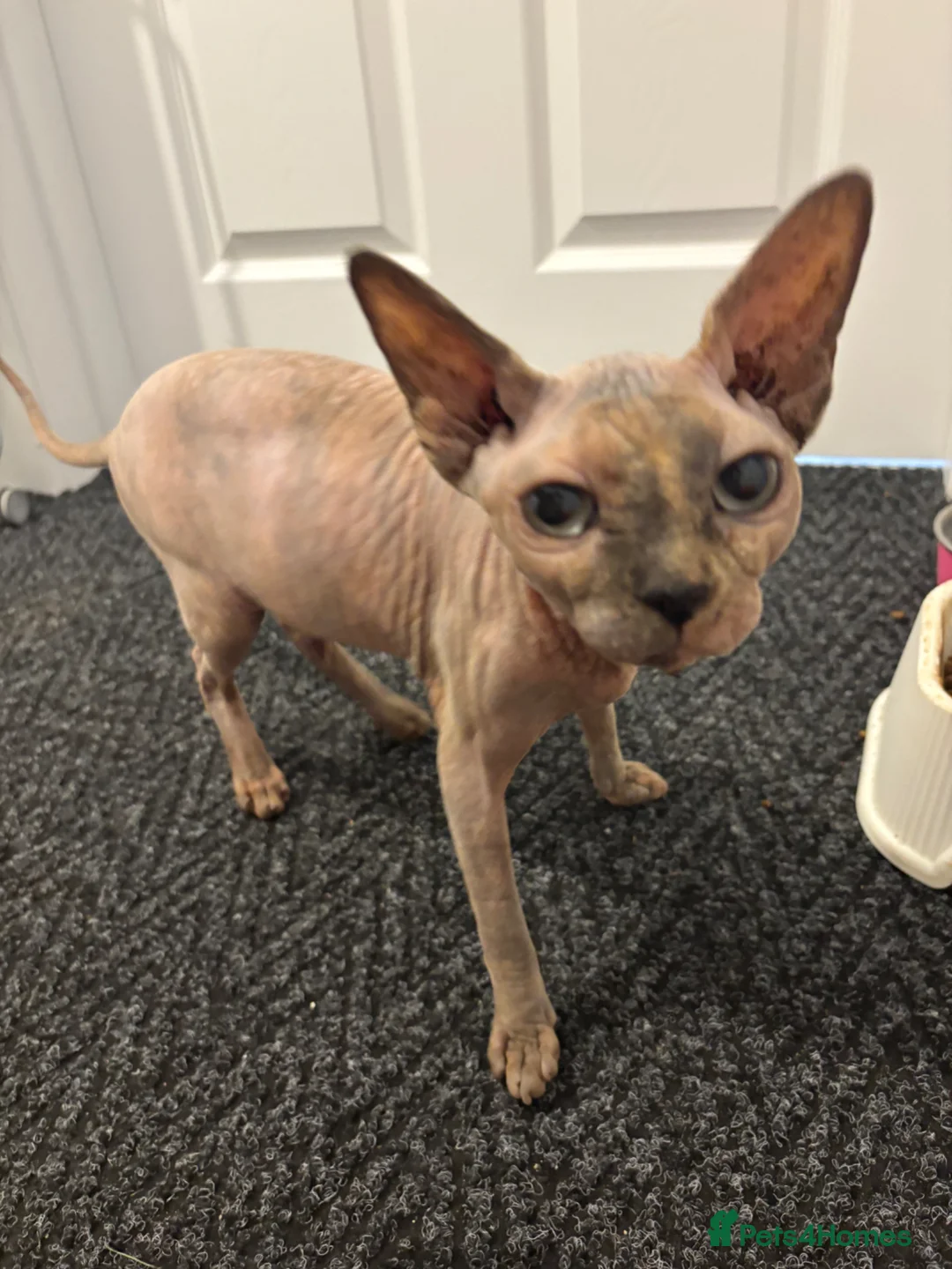 Sphynx cats for sale: TICA registered pedigree sisters in Bampton - Advert 1