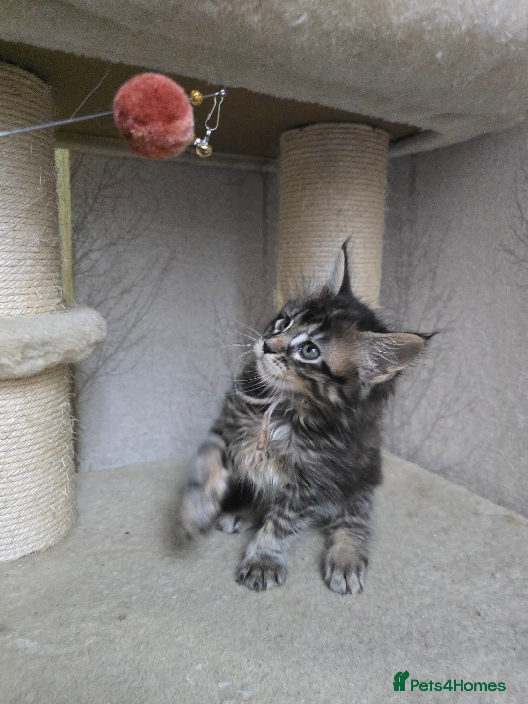 Maine Coon cats for sale: Beautiful TICA Pedigree Maine Coon Kittens - Advert 16
