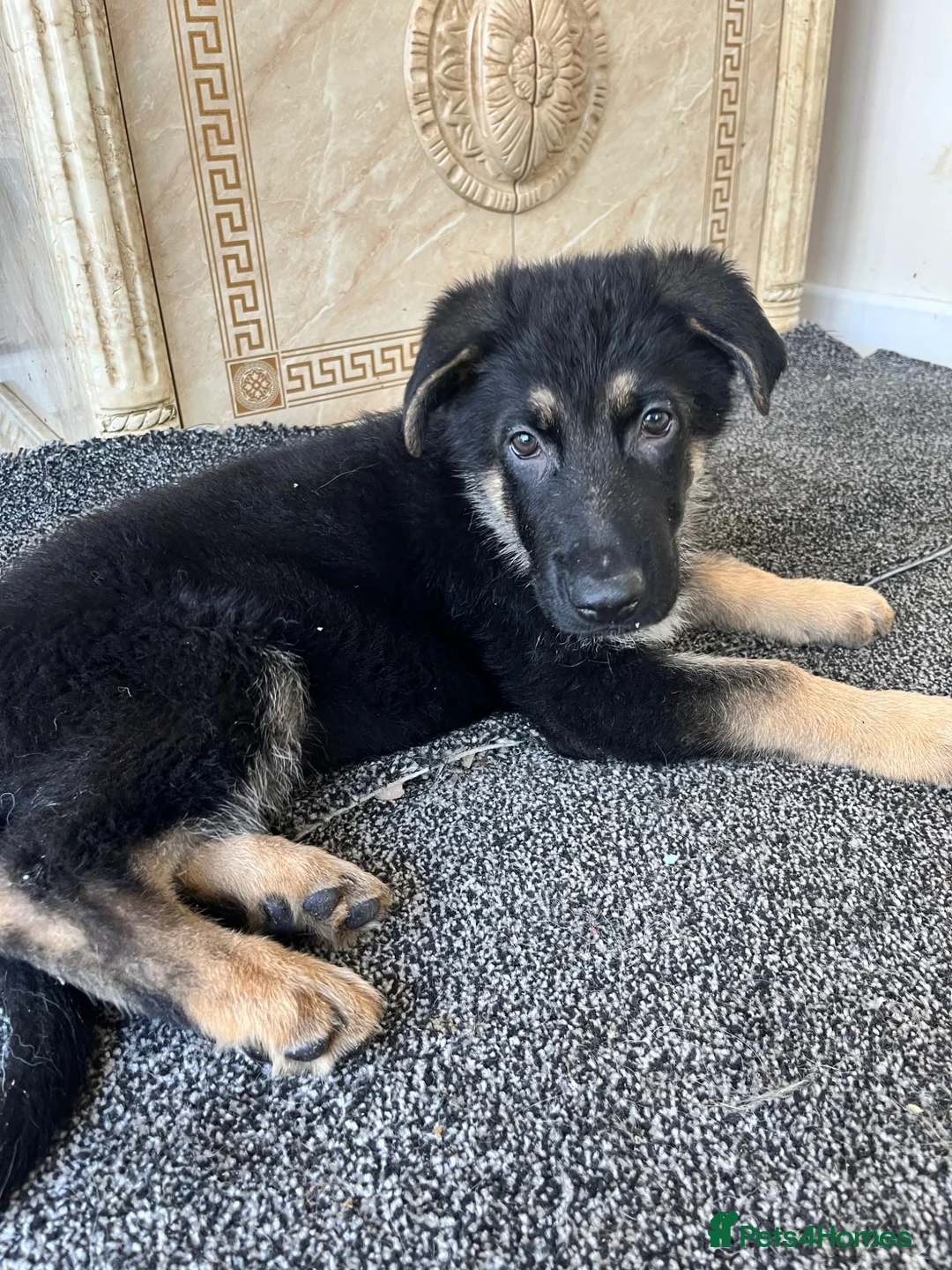 German Shepherd dogs for sale: Ready now !!! German shepherd puppies  - Advert 2
