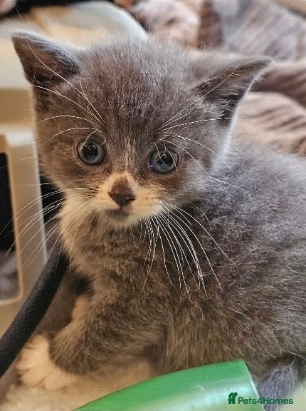 Mixed Breed cats 3 adorable rescue kittens need new homes - Advert 1