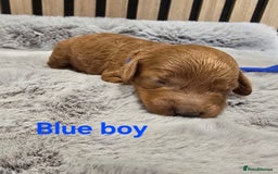 Cavapoo dogs for sale:  🐕Ruby Cavapoo Toy F1bb 🧸DNA tested🧸 - Image 20
