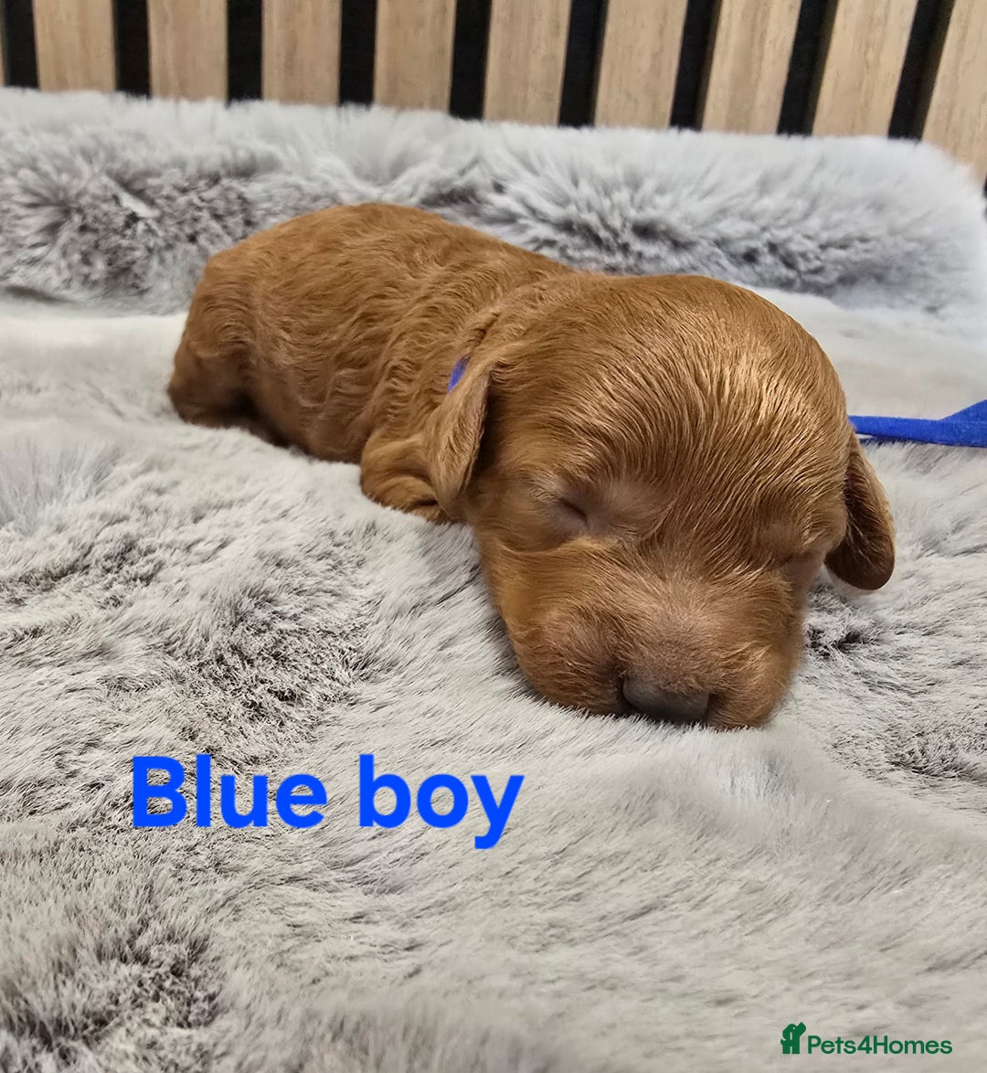 Cavapoo dogs for sale:  🐕Ruby Cavapoo Toy F1bb 🧸DNA tested🧸 - Image 20