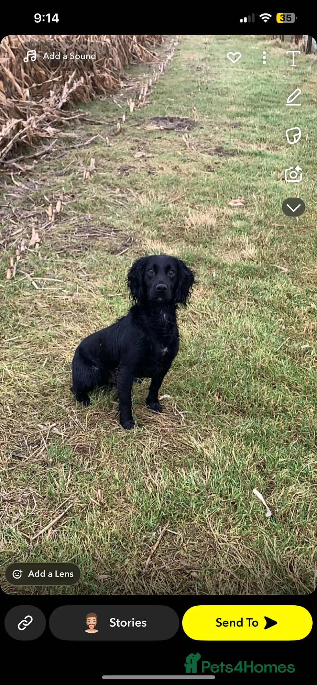 Cocker Spaniel dogs for sale: Beautiful cocker spaniel puppies in Blackpool - Advert 2