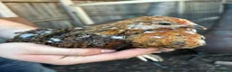 Chickens poultry for sale: Stunning pekin bantams + frizzles  - Advert 7