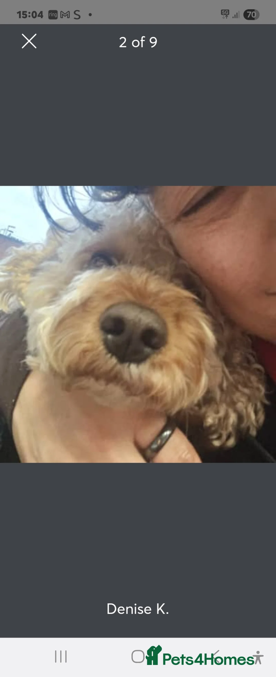 Cavapoo dogs for stud: cute loving full of love stud - Advert 2
