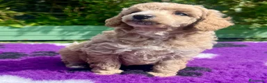 Toy Poodle 4