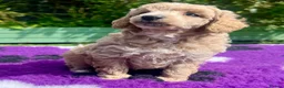 Toy Poodle dogs for sale: KC reg toy Poodles - Advert 16