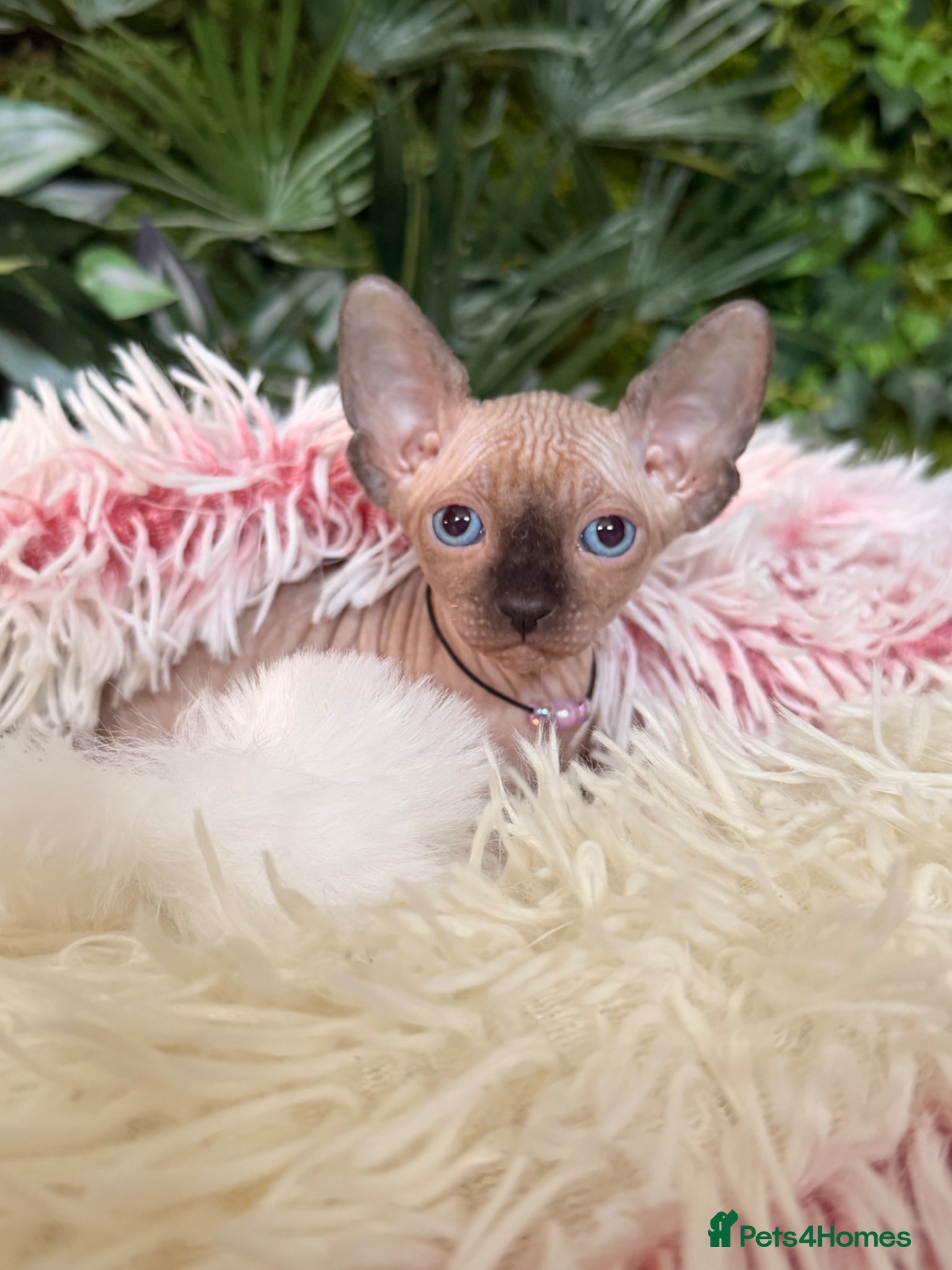 Sphynx Kitten 3