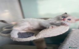 Ragdoll cats for sale: Blue mitted and bicolour ragdolls - Image 36