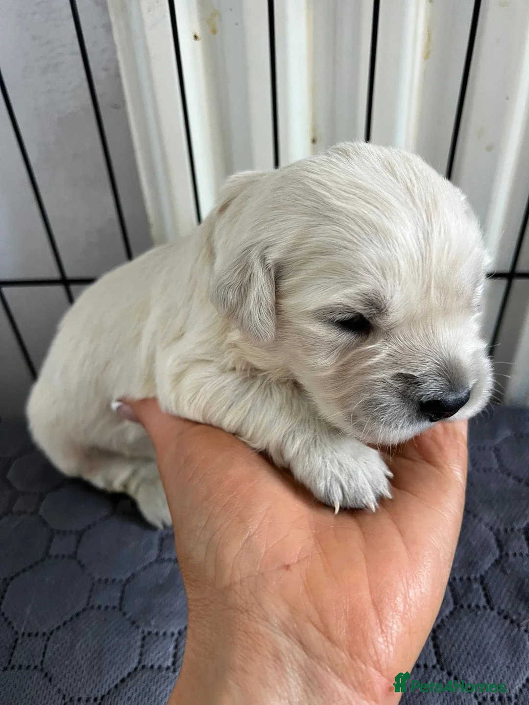 Golden Retriever dogs for sale: Outstanding KC Cream Golden Retriever Puppies - Advert 9