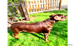 Dobermann dogs for sale: LOUIS 3 YEAR OLD DOBERMANN £900 ONO - Advert 1