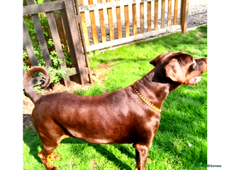 Dobermann dogs LOUIS 3 YR OLD DOBERMANN DOG £800 - Advert 7