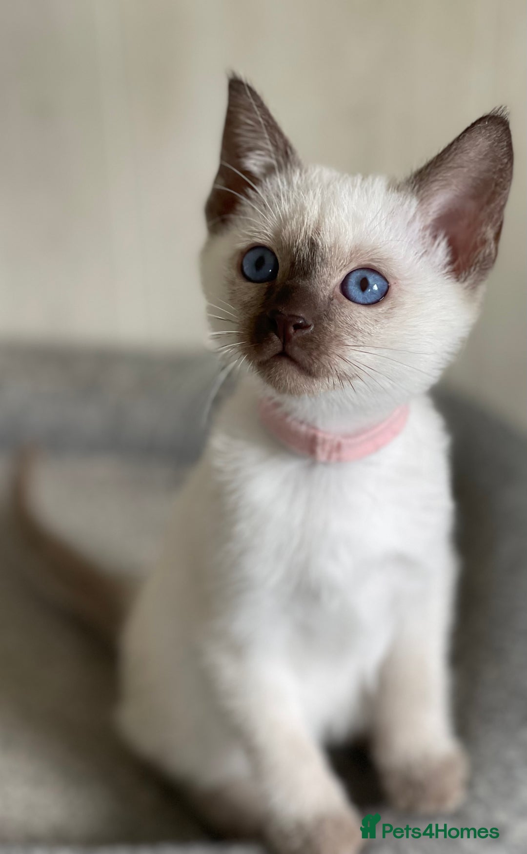 Siamese cats for sale: Stunning GCCF Registered Traditional Siamese.  - Image 9
