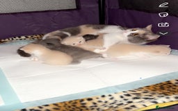 British Shorthair cats for sale: kitten  - Image 13