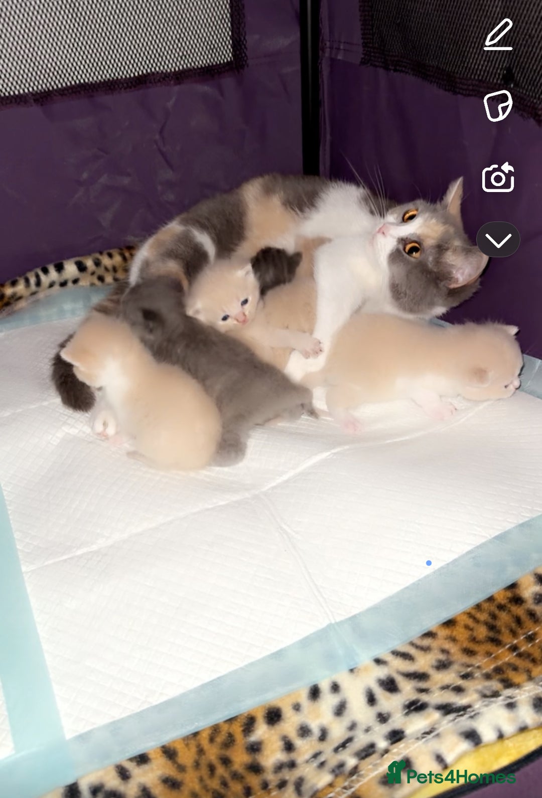 British Shorthair cats for sale: kitten  - Image 13