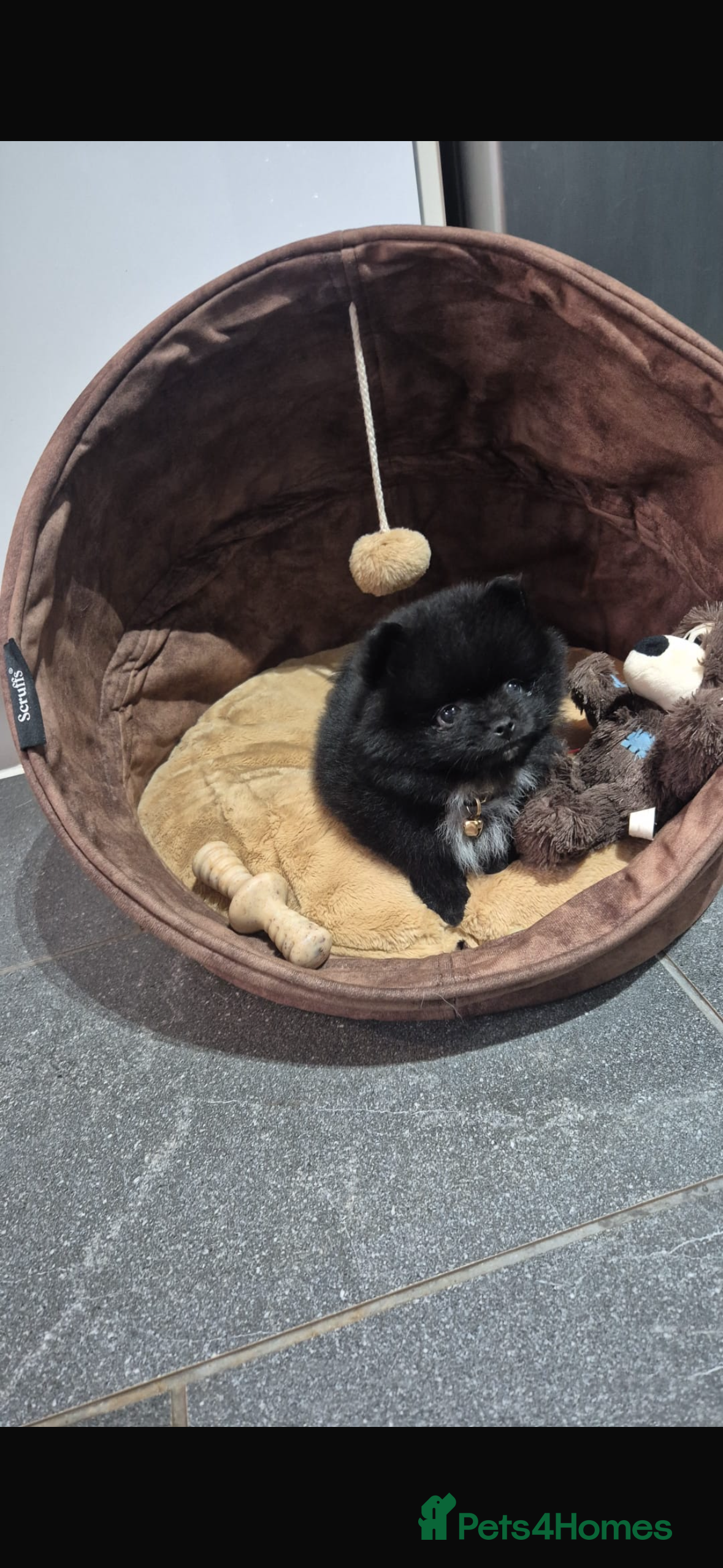 Pomeranian dogs Tiny pomeranian in Peterborough - Advert 4