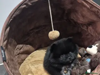 Pomeranian dogs Tiny pomeranian in Peterborough - Advert 4