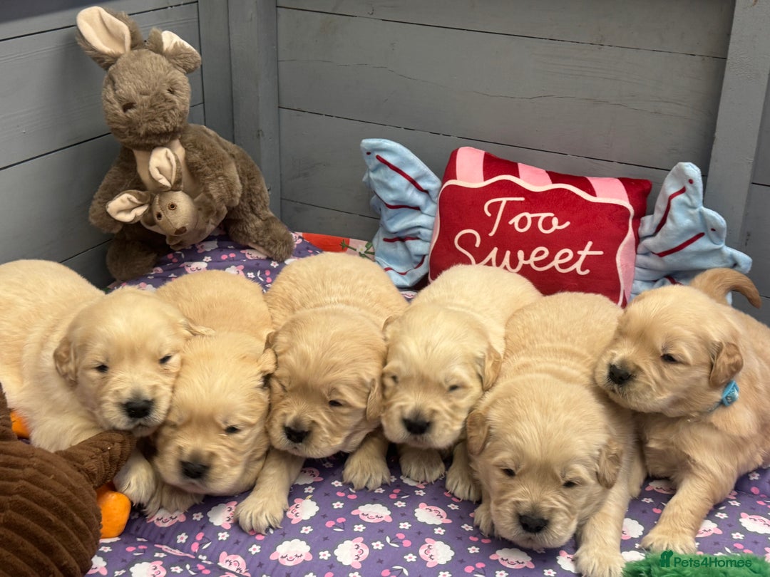 Golden Retriever dogs for sale: Top Class KC registered Golden Retrievers  - Advert 6