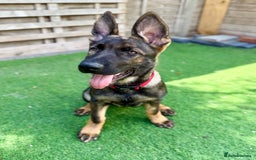German Shepherd dogs for sale: **TOP QUALITY CZECH GERMAN SHEPHERD PUPS KC REG** - Image 1
