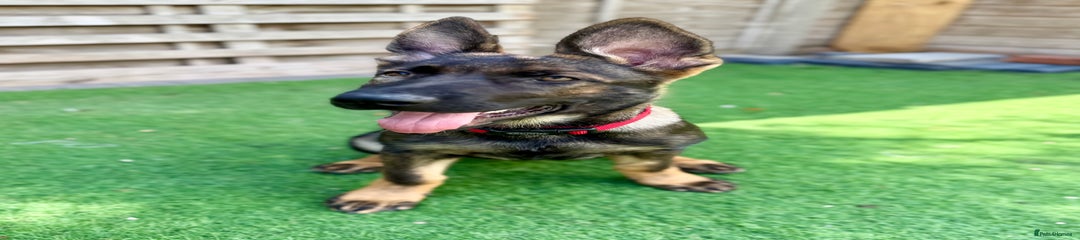 German Shepherd * RED COLLAR GIRL *