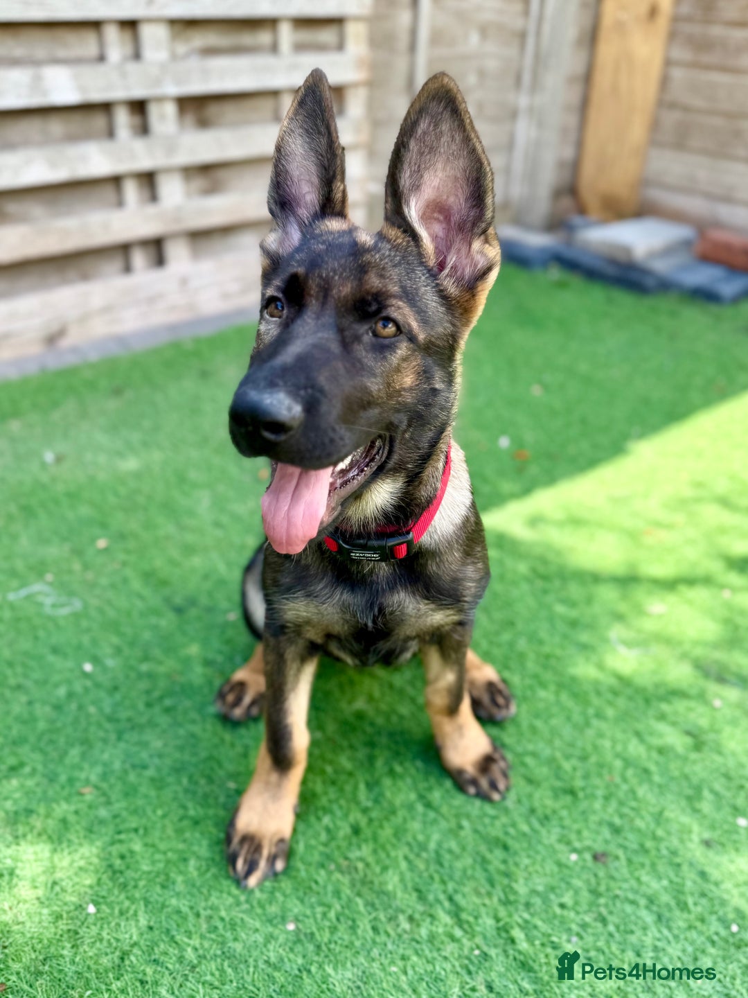 German Shepherd dogs for sale: **TOP QUALITY CZECH GERMAN SHEPHERD PUPS KC REG** - Image 1