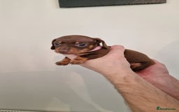Dachshund dogs for sale: Miniature Smooth Haired Dachshund Puppies - Image 15