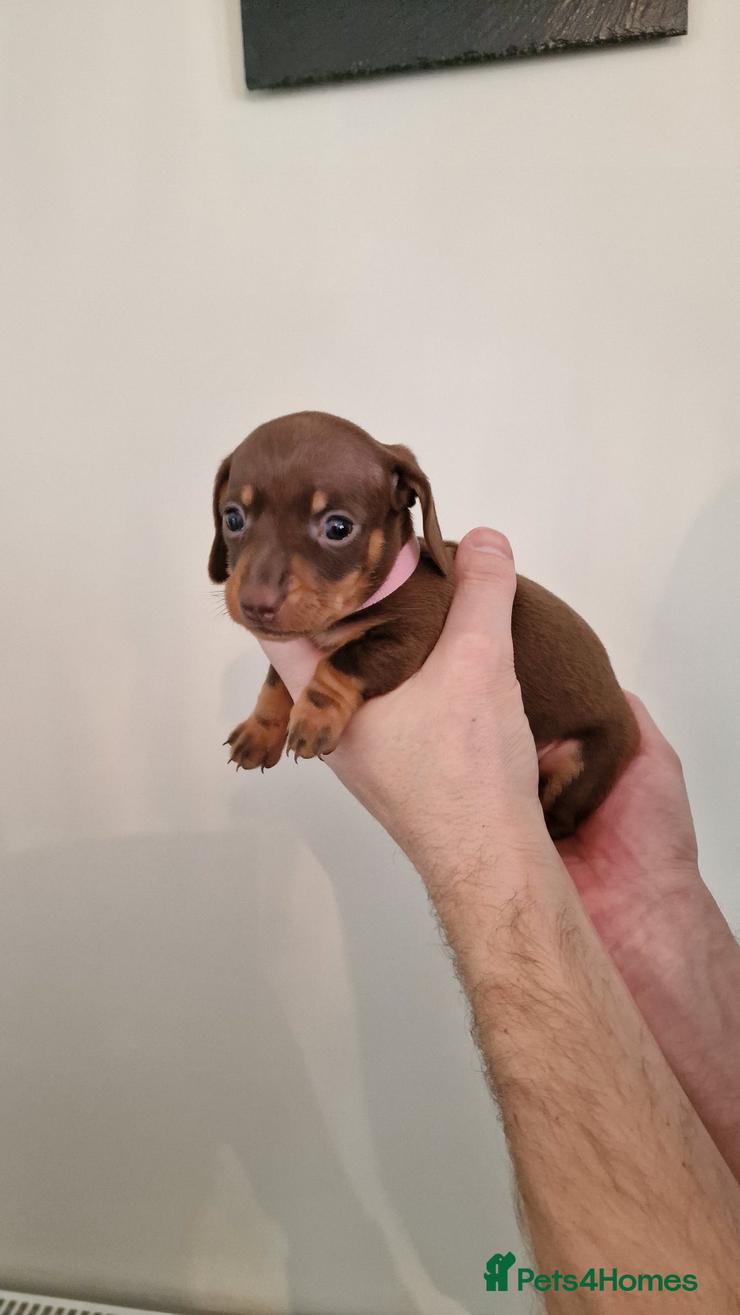 Dachshund dogs for sale: Miniature Smooth Haired Dachshund Puppies - Image 15