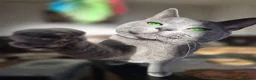 Russian Blue cats for sale: 🏆 Premium Russian Blue Kittens 🏅 - Advert 5