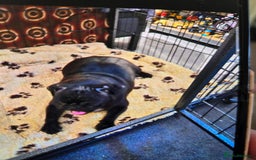 Pug dogs for sale: 1 female panda pug  - Image 11