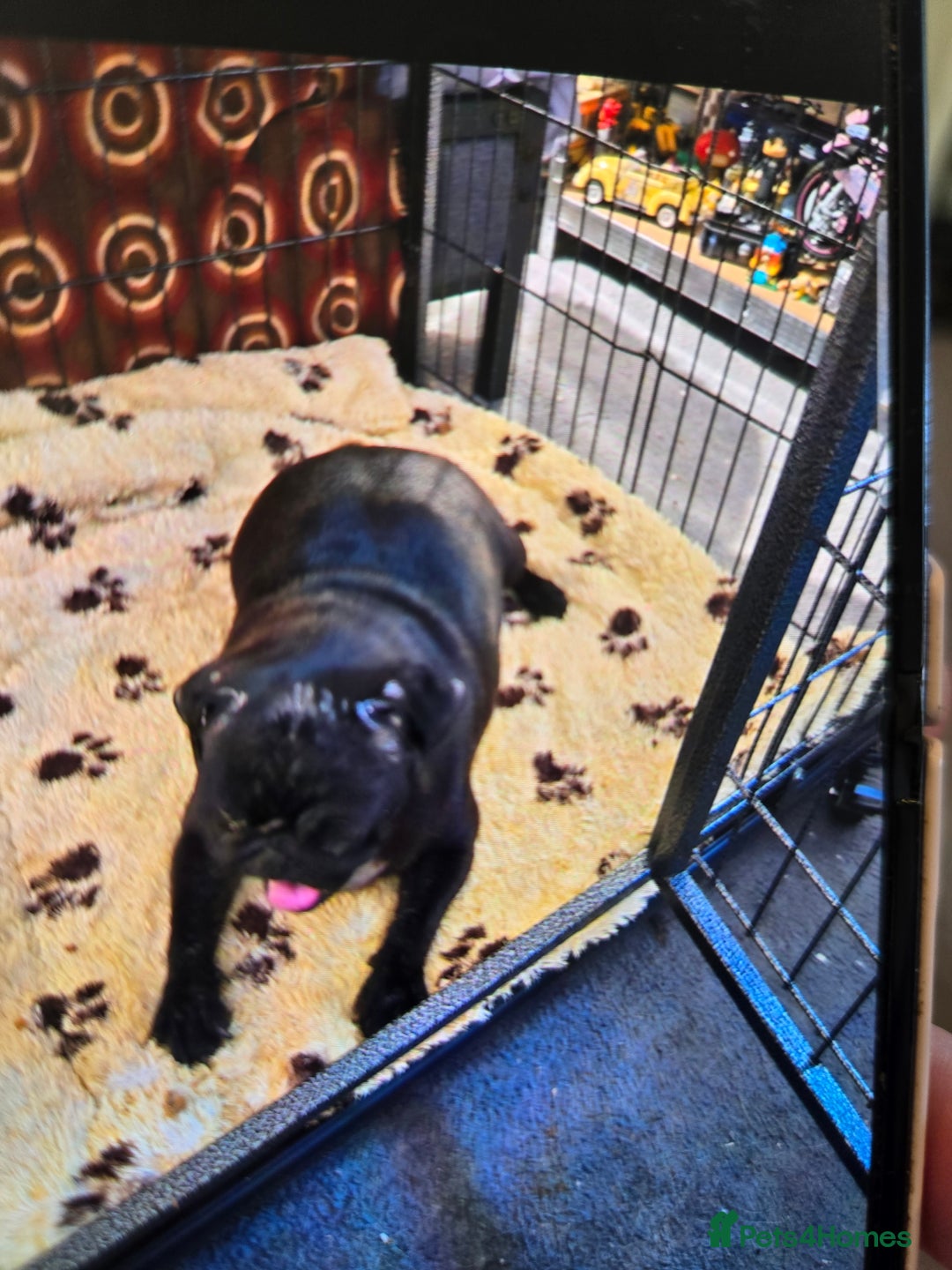 Pug dogs for sale: 1 female panda pug  - Image 11