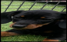 Miniature Dachshund dogs for sale: Mini dachshunds puppies fully vaccinated  - Image 8
