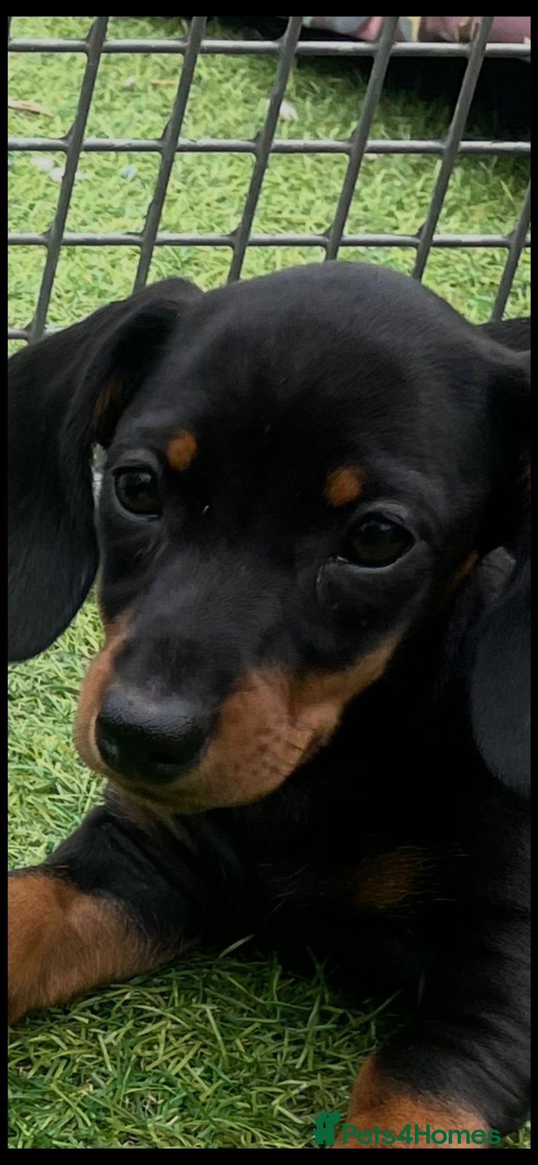 Miniature Dachshund dogs for sale: Mini dachshunds puppies fully vaccinated  - Image 8