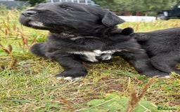 Mixed Breed dogs for sale: Bernese X Golden Retriever Puppies - Image 15
