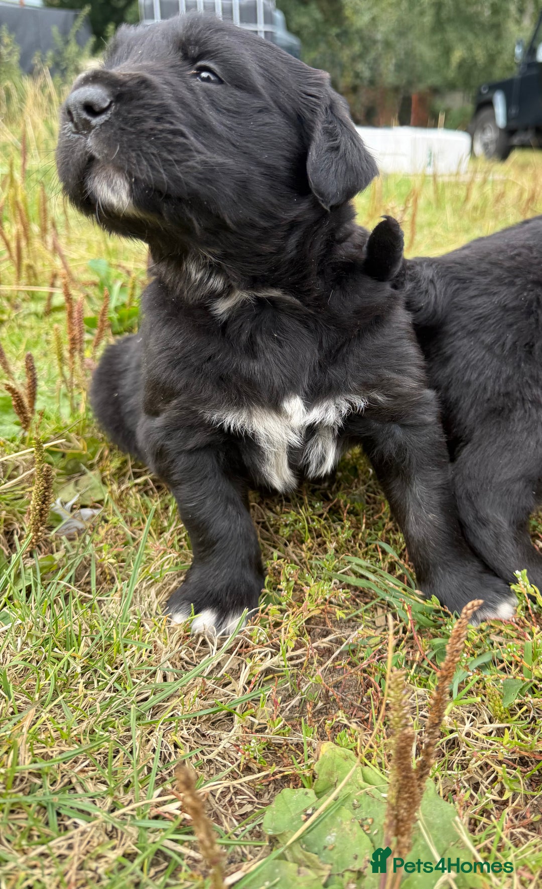 Mixed Breed dogs for sale: Bernese X Golden Retriever Puppies - Image 15