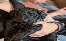 Goldendoodle dogs for sale: Golden doodle puppies for sale  - Image 10