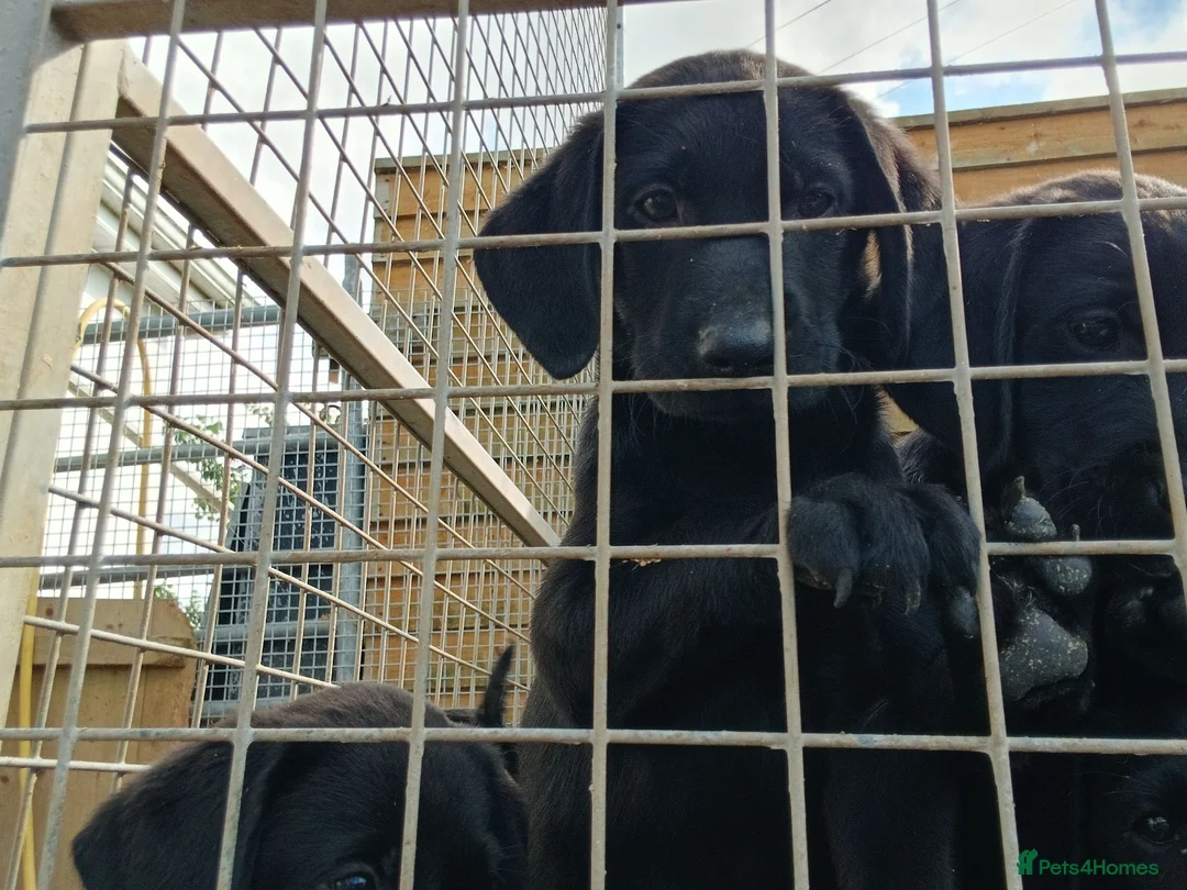 Labrador Retriever dogs for sale: pedigree Labrador puppys - Advert 2