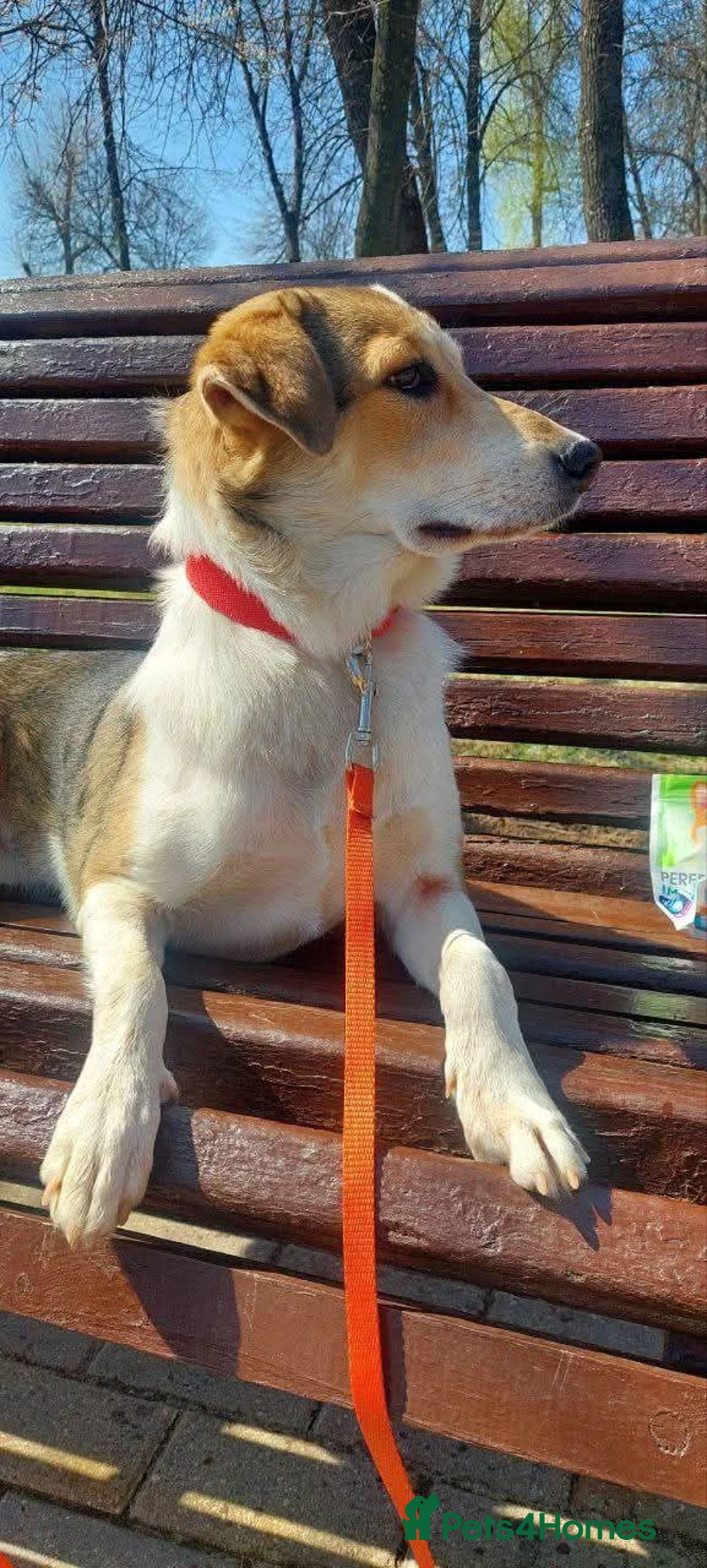 Mixed Breed dogs for adoption: FOSTER/ADOPT:❤️NINA hopes the world can be kind - Advert 12