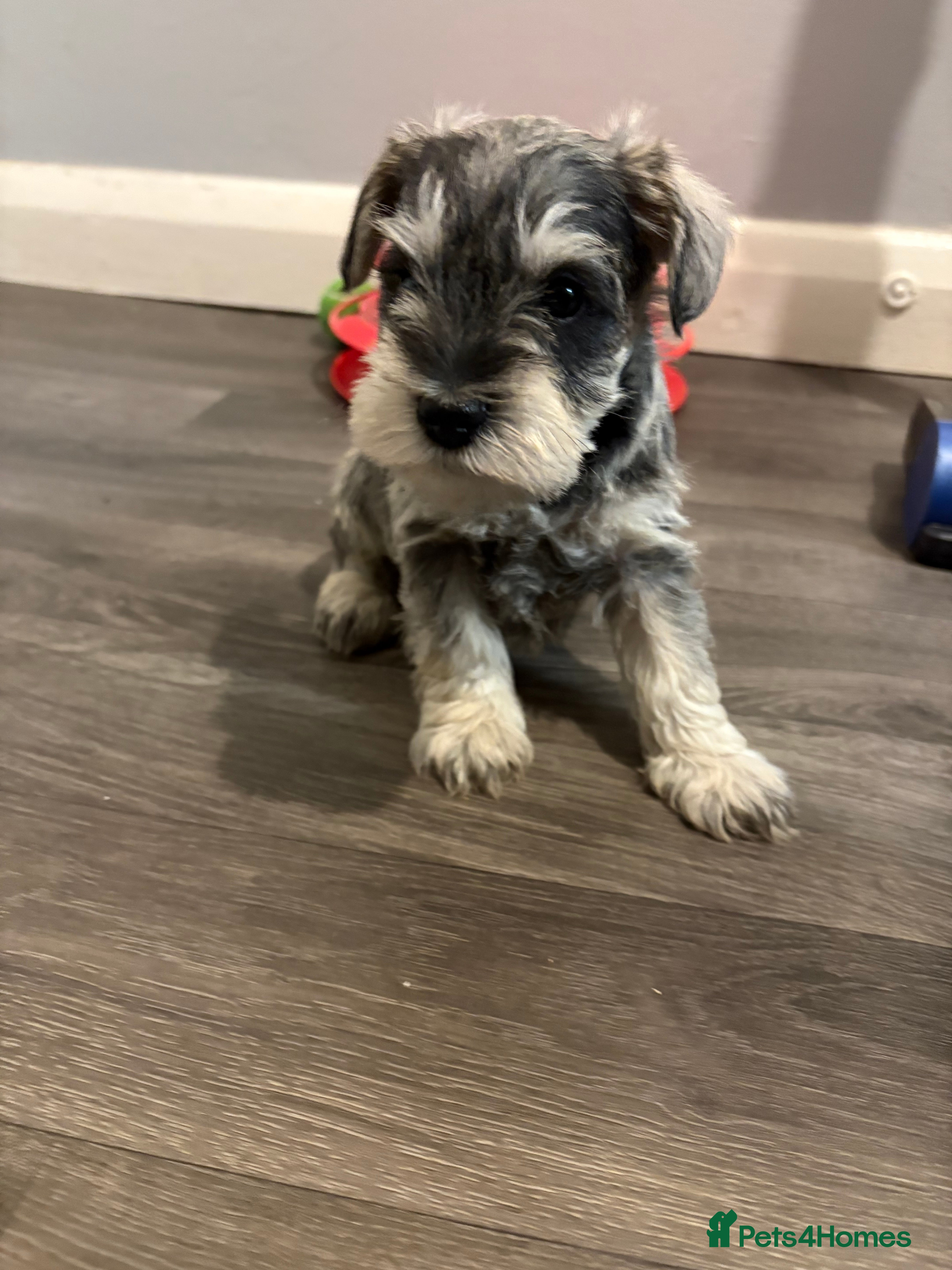 Miniature Schnauzer dogs Cutest mini schnauzers - Advert 11