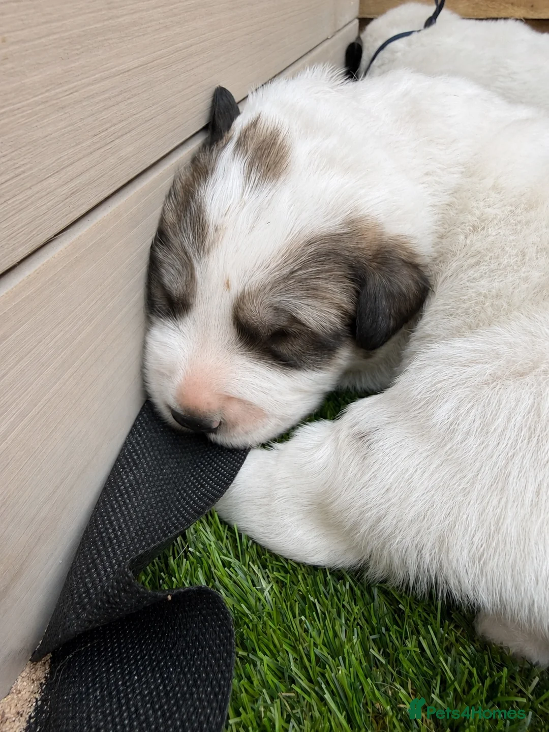 Pyrenean Mountain Dog dogs for sale: Beautiful KC Reg. Pyrenean Mountain Dog Puppies in Coventry - Advert 7
