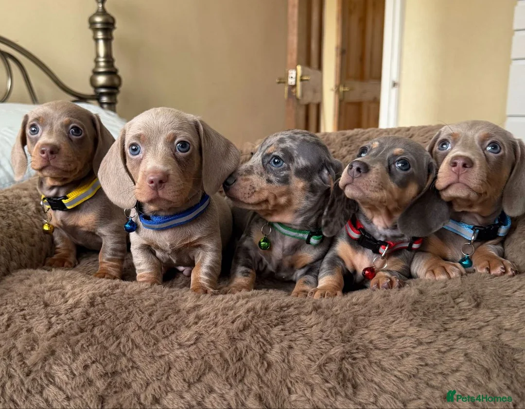 Miniature Dachshund dogs for sale:  Beautiful Miniature Dachshund puppies in Durham - Advert 1