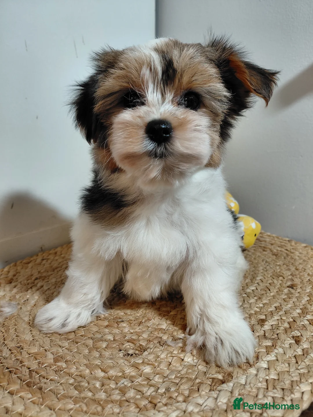 Biewer Terrier dogs for sale: Exceptional Hypoallergenic Biewer Terriers yorkie - Advert 1