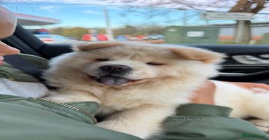 Chow Chow dogs - Advert 2