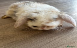 English Lop rabbits for sale: Beautiful rabbits for sale 07840003253  - Image 12